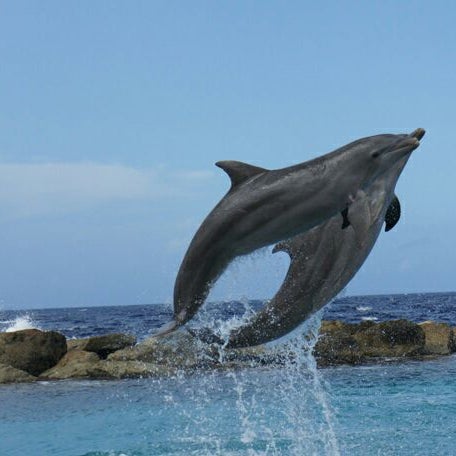 5/30/2012 tarihinde Déia T.ziyaretçi tarafından Dolphin Academy'de çekilen fotoğraf