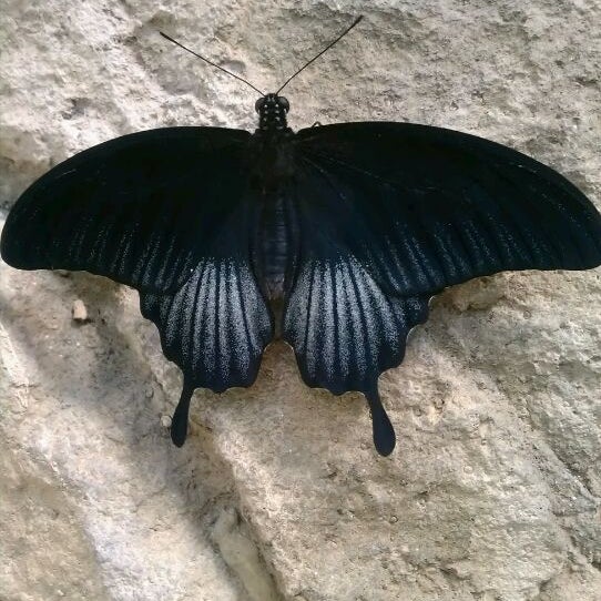 4/19/2012 tarihinde Kenzie A.ziyaretçi tarafından Butterfly House at Faust County Park'de çekilen fotoğraf