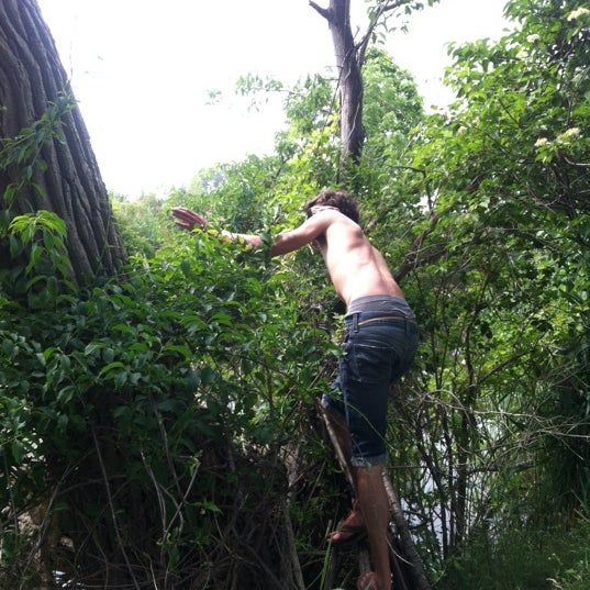 Tree 666