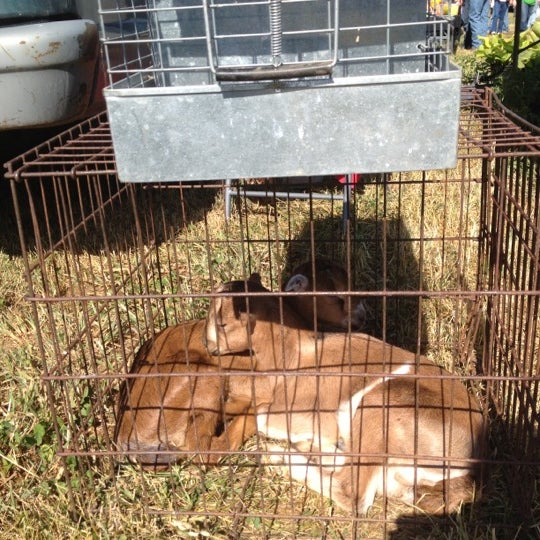 Wolf Lake Swap Meet - Flea Market