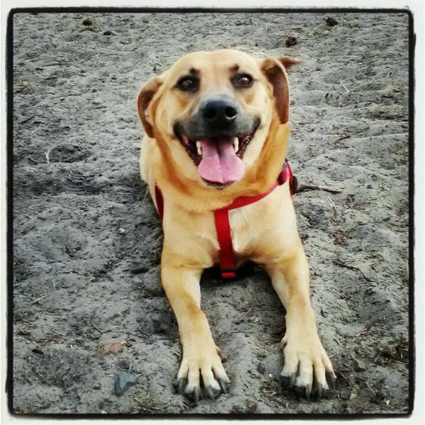 Empie Dog Park Wilmington, NC