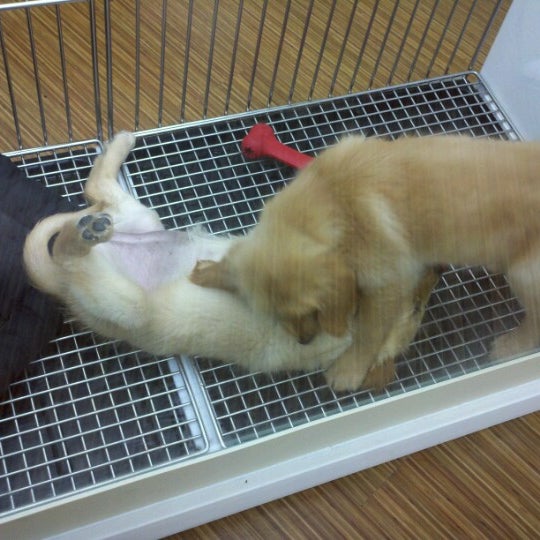 Photo taken at Petland Independence by Mikey W. on 9/1/2012