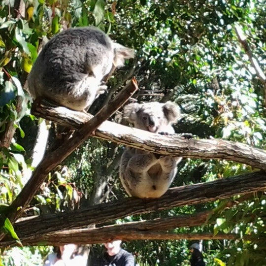 Photos at Alma Park Zoo (Now Closed) Alma Rd.