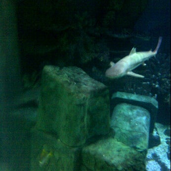 รูปภาพถ่ายที่ Deep Sea Adventure โดย emma t. เมื่อ 4/2/2012