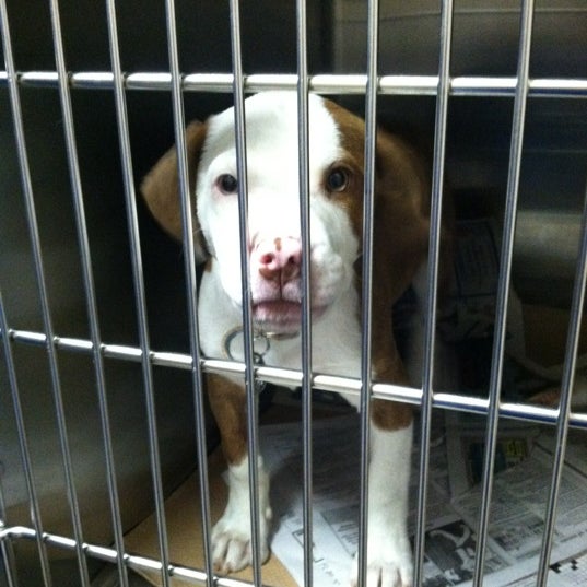 Photo taken at North Shore Animal League America by ᴡ F. on 3/24/2012