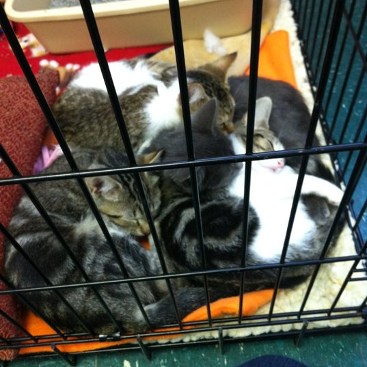 Photos at Kentucky Humane Society East Campus Animal Shelter in