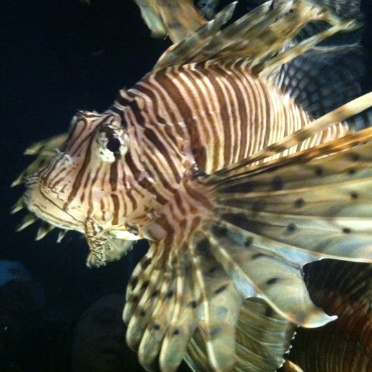 Foto tirada no(a) Oklahoma Aquarium por Shauna W. em 6/17/2012