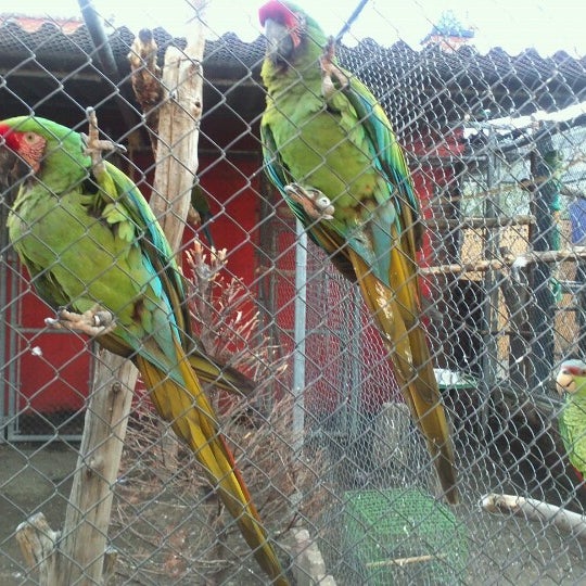 Photo taken at Zoo Parque Loro by Eduardo R. on 8/4/2012