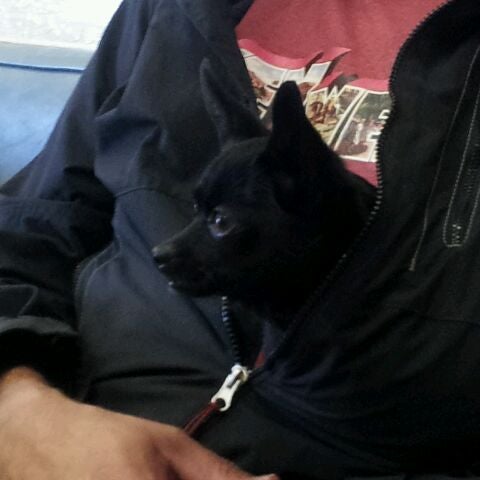 Photos At Arapaho Rd Animal Clinic Richardson Tx