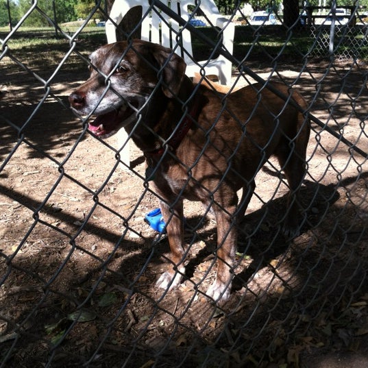 Woodward Park Dog Park Fresno'da Köpek Parkı'da fotoğraflar
