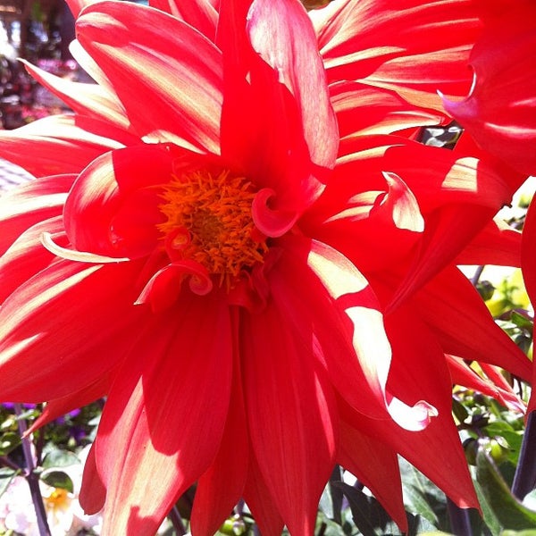Photo taken at Armstrong Garden Centers by Tom W. on 5/26/2012
