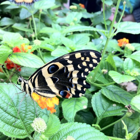 Butterfly Garden at the Museum of Science, Boston East Cambridge 5 tips