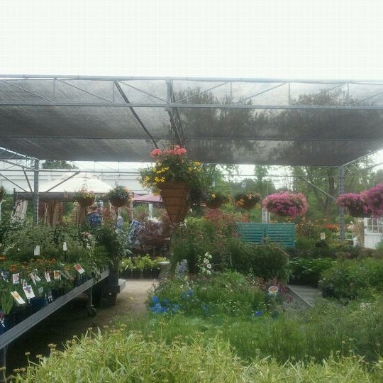 Greenhouse Армения роза