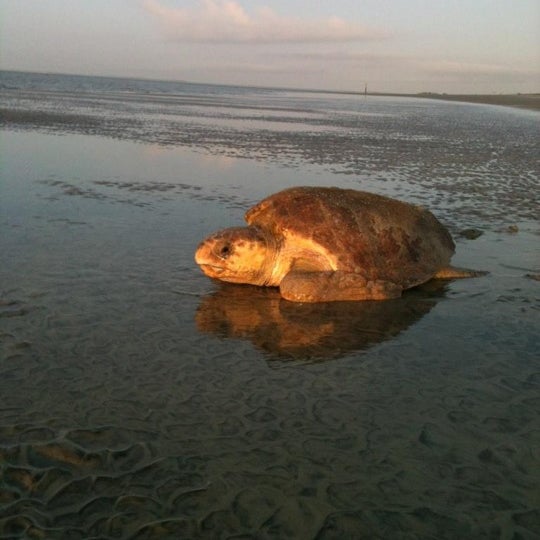 Photo taken at Jekyll Island State Park by Rachel T. on 6/11/2012