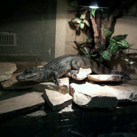 Photo taken at Reptilia by Johnny D. on 4/22/2012