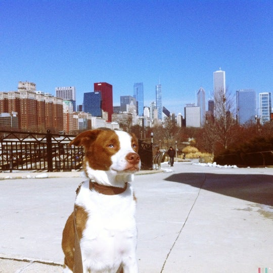 Are Dogs Allowed In Grant Park