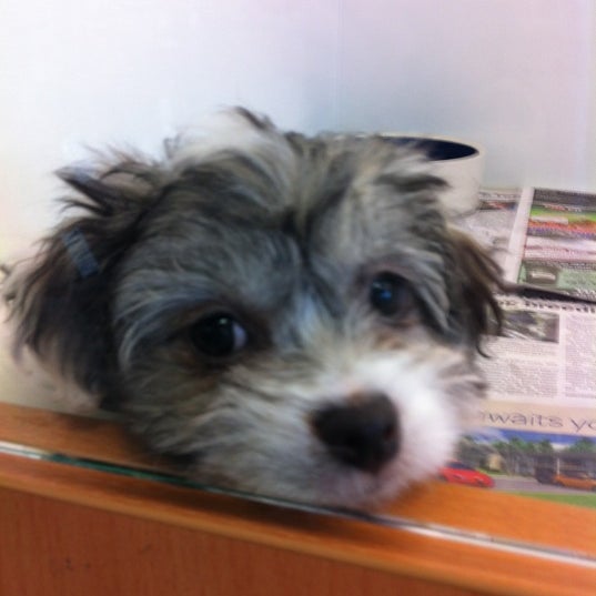 the pet center lower hutt