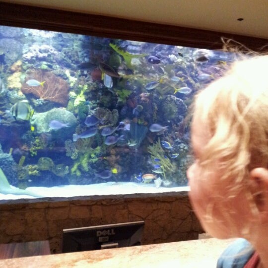 7/21/2012에 Timothy T.님이 The Mirage Aquarium에서 찍은 사진