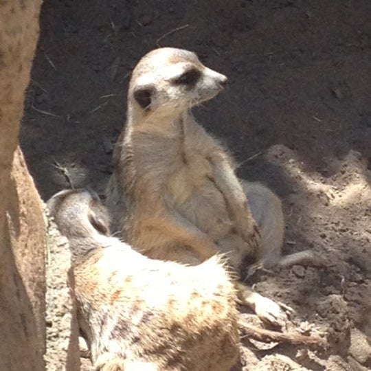 Photo taken at Meerkat Exhibit by Bethany K. on 9/3/2012