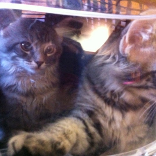 berry hill pet hospital