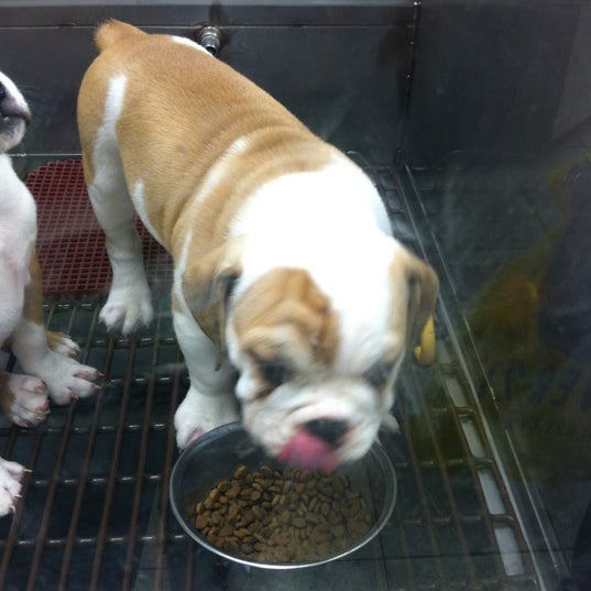 Photos at Pat's Pets Mishawaka, IN