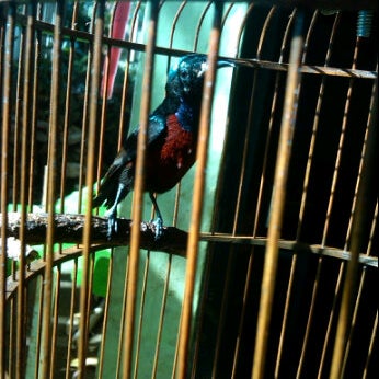 Foto Di Kios Burung Wbc Kidul Warak Toko Hewan Peliharaan