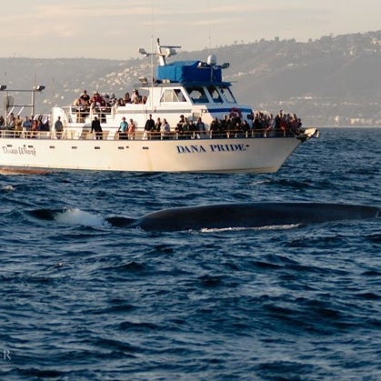 Снимок сделан в Dana Wharf Whale Watching пользователем John K. 9/1/2012