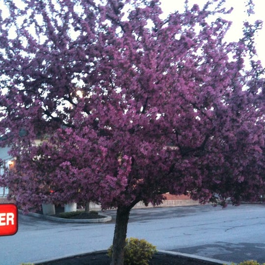 Tim Hortons East Aurora, NY