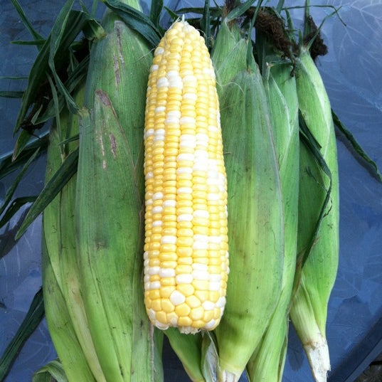 fresh sweet corn stands near me