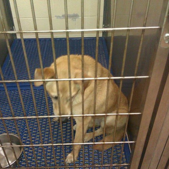 Busch Gardens Kennel Reviews Fasci Garden