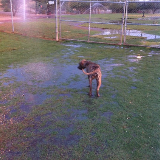 Photos at Tempe Sports Complex Dog Park 8401 S Hardy Dr.
