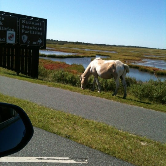 assateague beach assateague beach