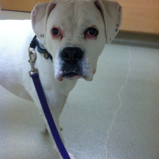 Felton Veterinary Hospital 17 ziyaretçidan 2 tavsiye