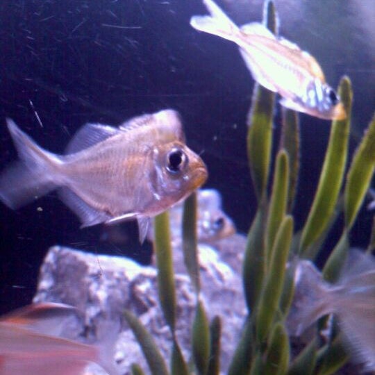 Photo taken at Old Town Aquarium by Michelle on 3/25/2012