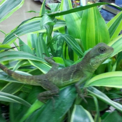petco anole