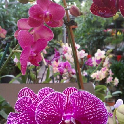 Faddegon S Nursery 1140 Troy Schenectady Rd