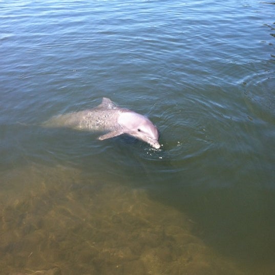 Photo taken at Dolphin Research Center by Heidi S. on 4/26/2012