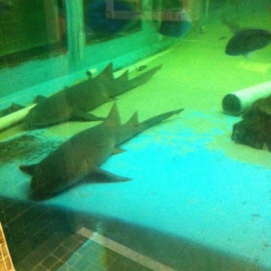 Photos at Clearwater Marine Aquarium 126 tips