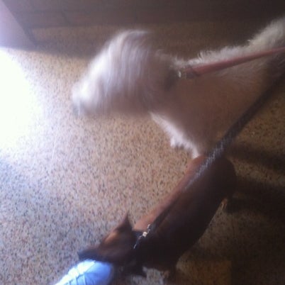 vca foothill veterinary hospital