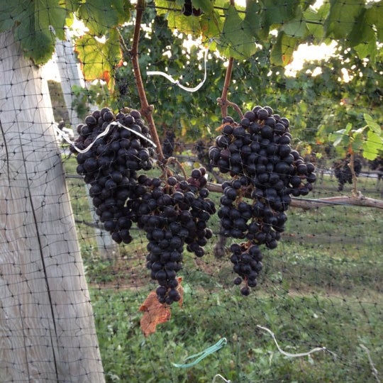 Photos at Raphael Winery Peconic, NY