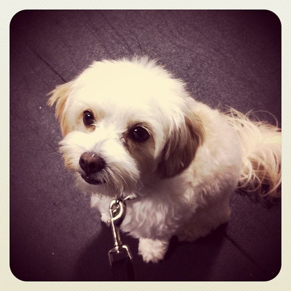 Zoom Room Dog Training Artik Kapali 726 N La Brea Ave Da