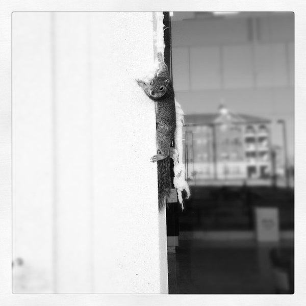 KerrDrummond Mezzanine College and University