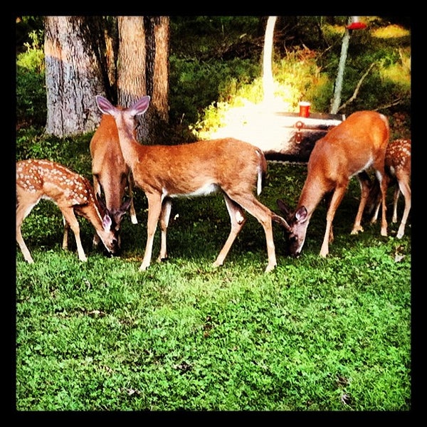 Towamensing Trails Teepee Albrightsville, PA