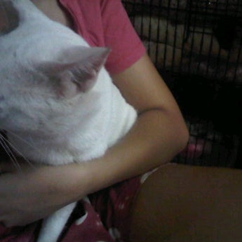 Photos At Dokter Hewan Alit Clinic Petshop Pesanggrahan 1 Tip