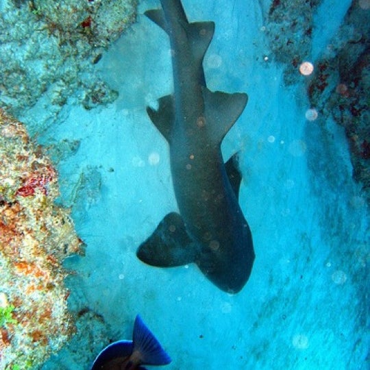 Cave of the Sleeping Sharks - 2 tips