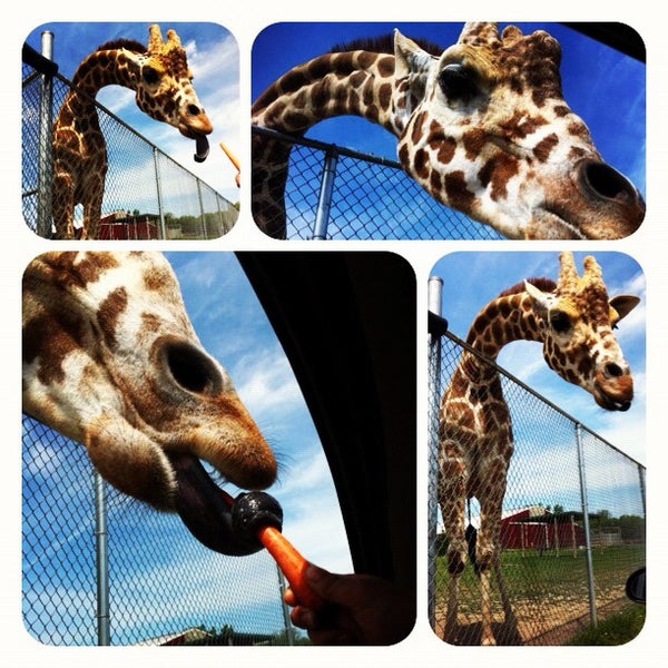 Photo taken at African Safari Wildlife Park by Bk on 5/23/2012