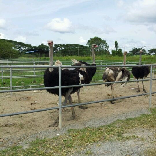 Photos At Ladang Burung Unta