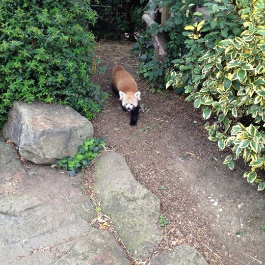 8/16/2012 tarihinde Dave H.ziyaretçi tarafından Hertfordshire Zoo'de çekilen fotoğraf