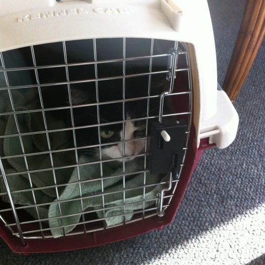 Foto scattata a Cat Care Professionals da Coni il 3/8/2012