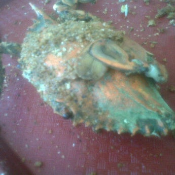 6/24/2012 tarihinde kassie r.ziyaretçi tarafından Blue Crab'de çekilen fotoğraf